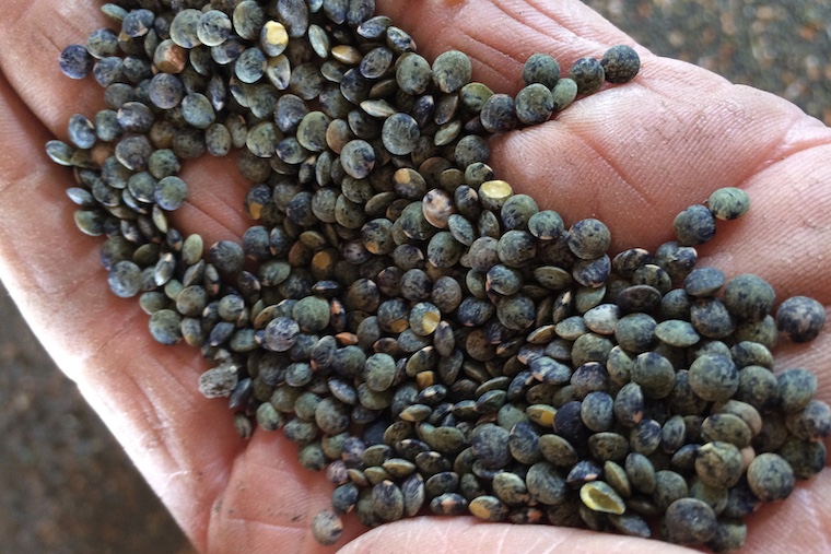 poignée de lentilles