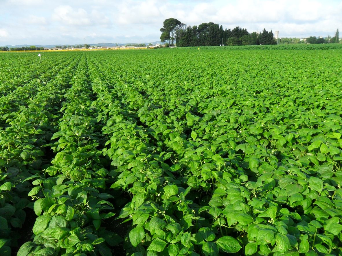 Rangs de légumineuses dans les champs du Domaine de la Souque